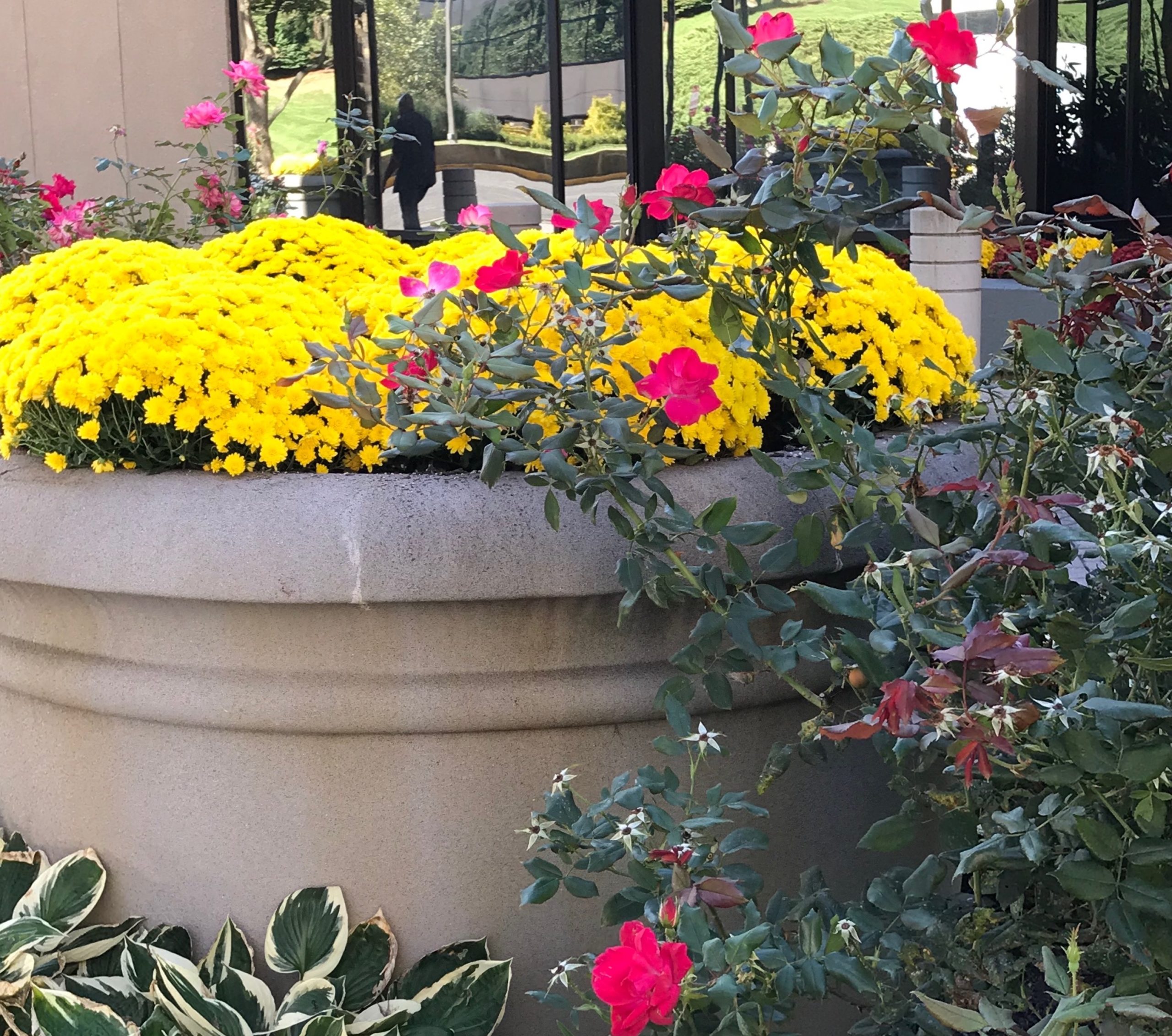 Hilton-mums-container|Hilton-mums-container |